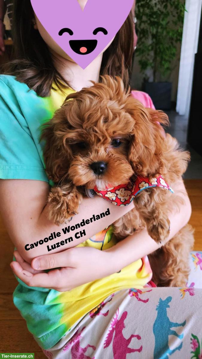 Bild 7: Cavapoo F1 Welpen | Wurfankündigung