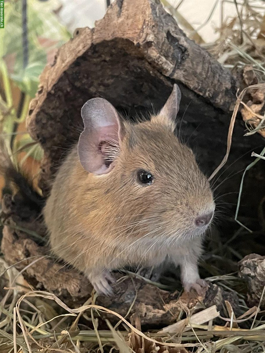 Degu Männchen Bumba sucht ein neues Zuhause