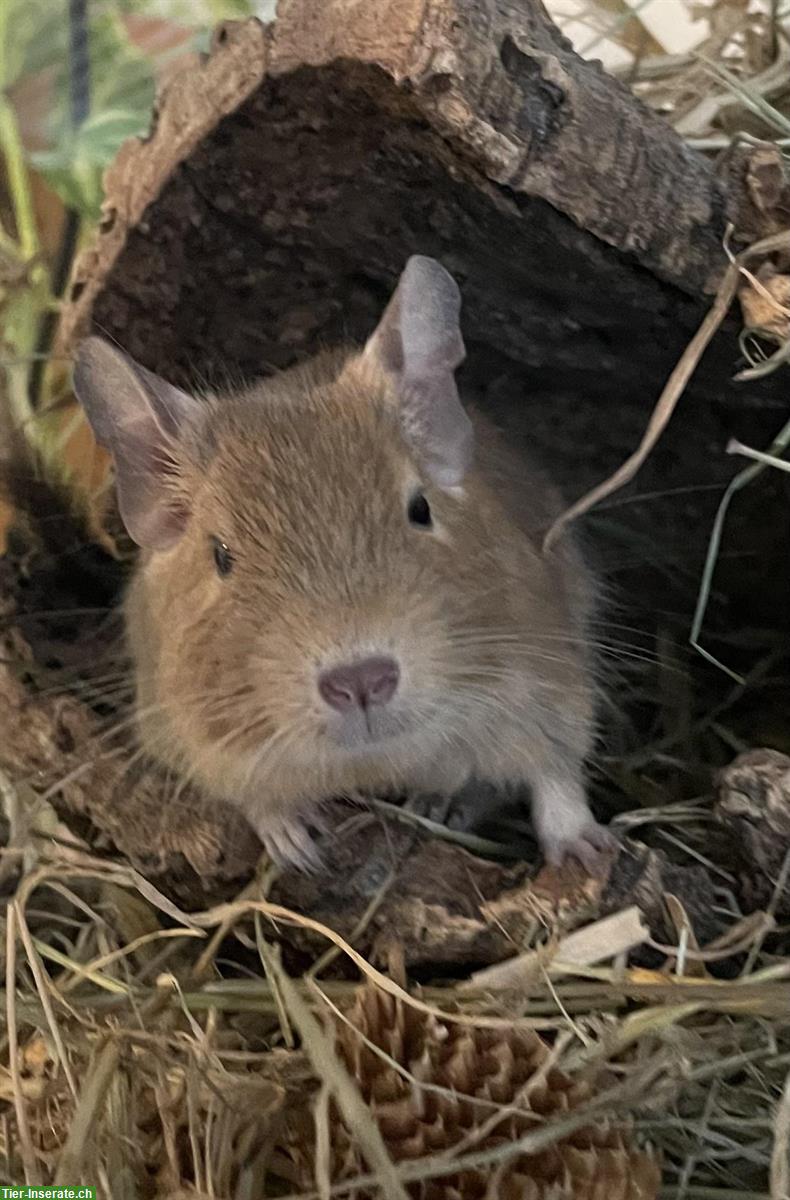 Bild 2: Degu Männchen Bumba sucht ein neues Zuhause
