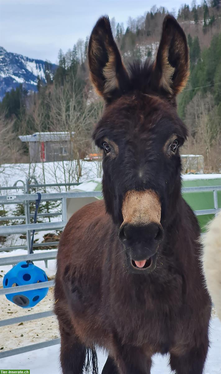 Esel Wallach sucht neues Zuhause