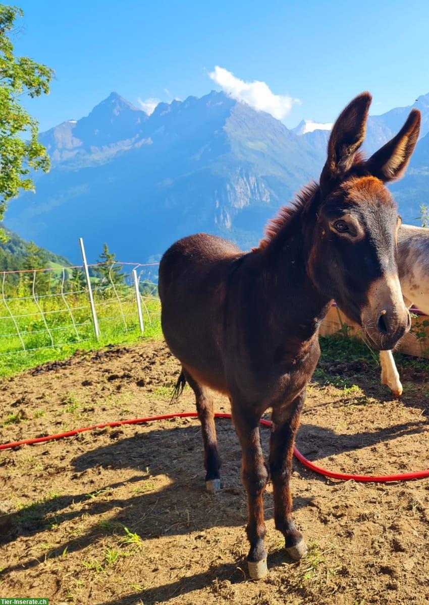 Bild 2: Esel Wallach sucht neues Zuhause