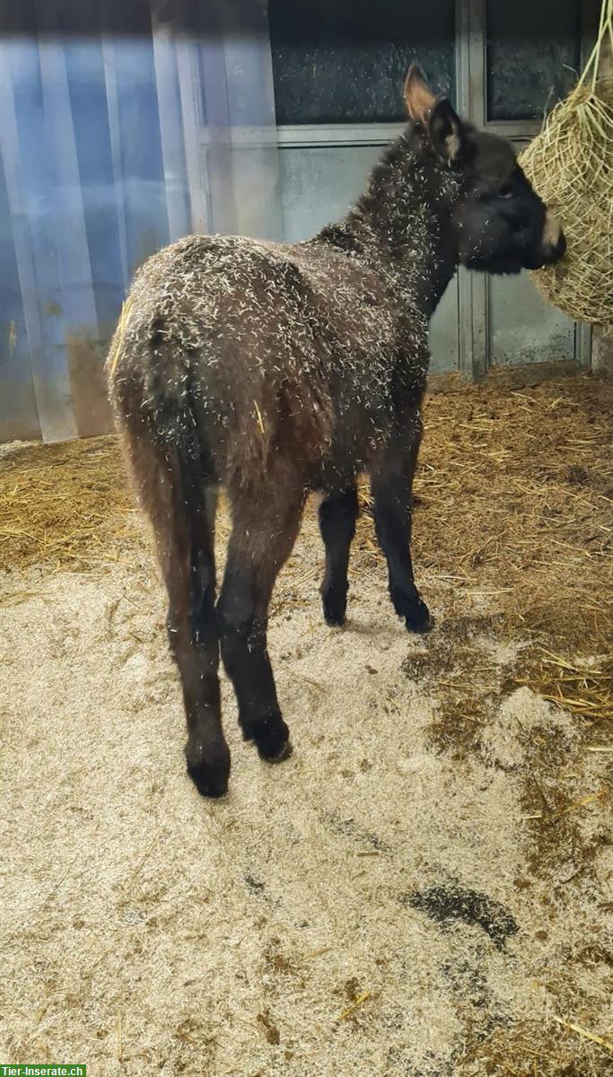 Bild 3: Esel Wallach sucht neues Zuhause