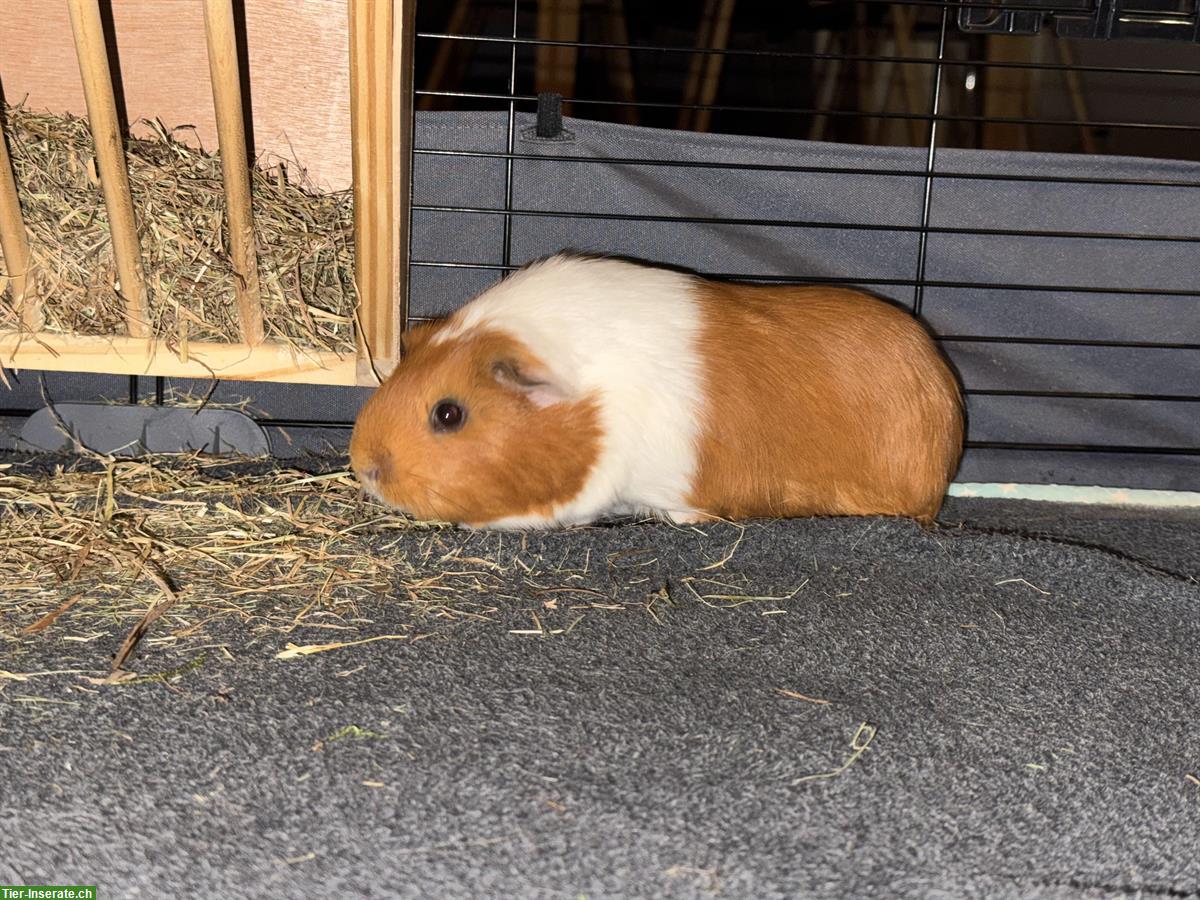 Junge Meerschweinchen-Gruppe (Trio) zu verkaufen