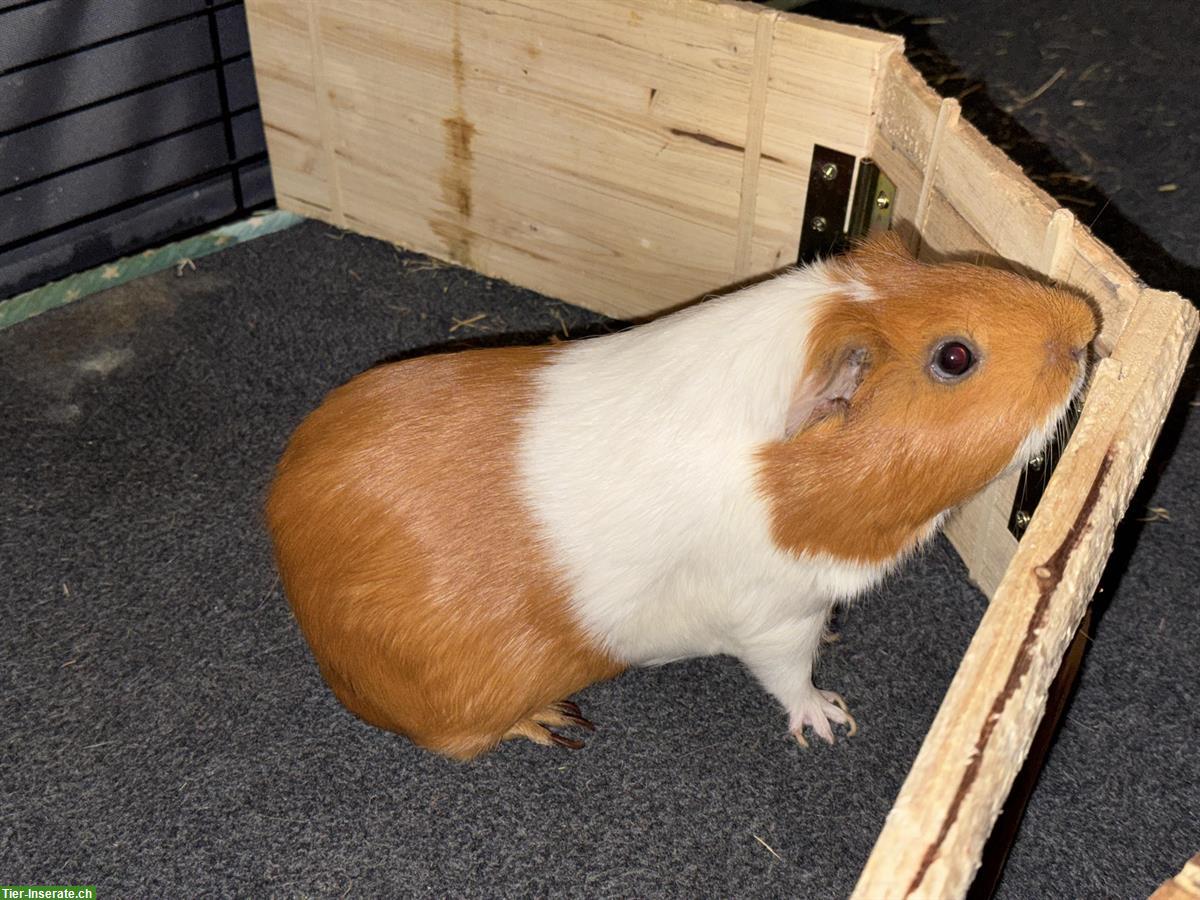 Bild 2: Junge Meerschweinchen-Gruppe (Trio) zu verkaufen