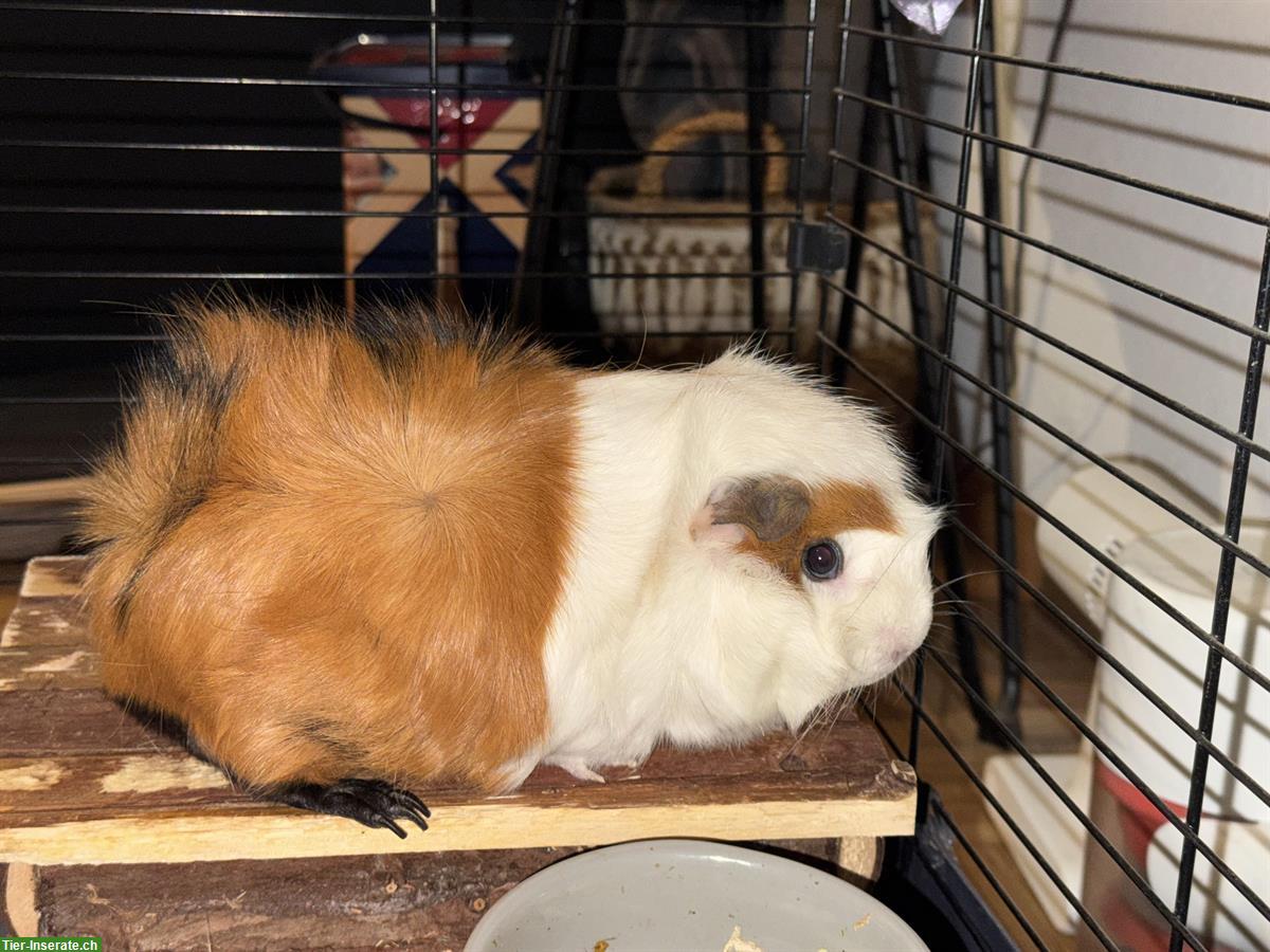 Bild 3: Junge Meerschweinchen-Gruppe (Trio) zu verkaufen