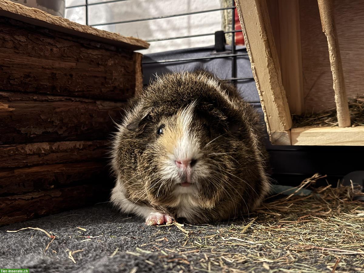 Bild 4: Junge Meerschweinchen-Gruppe (Trio) zu verkaufen