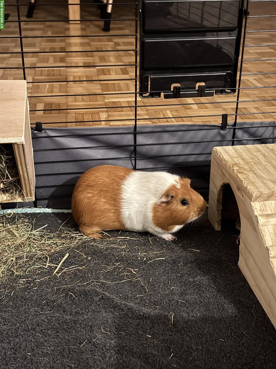 Bild 6: Junge Meerschweinchen-Gruppe (Trio) zu verkaufen