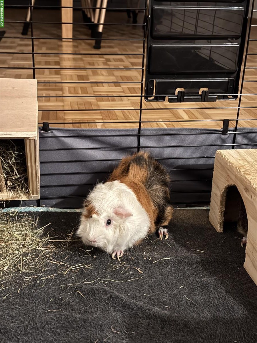 Bild 7: Junge Meerschweinchen-Gruppe (Trio) zu verkaufen