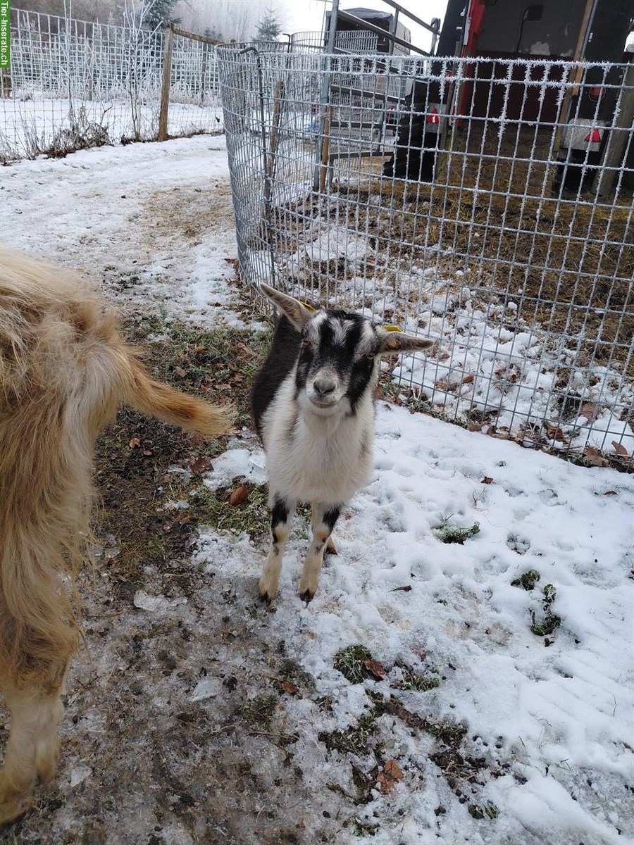 4 Ziegen (weiblich) zu verkaufen