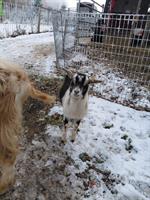 4 Ziegen (weiblich) zu verkaufen