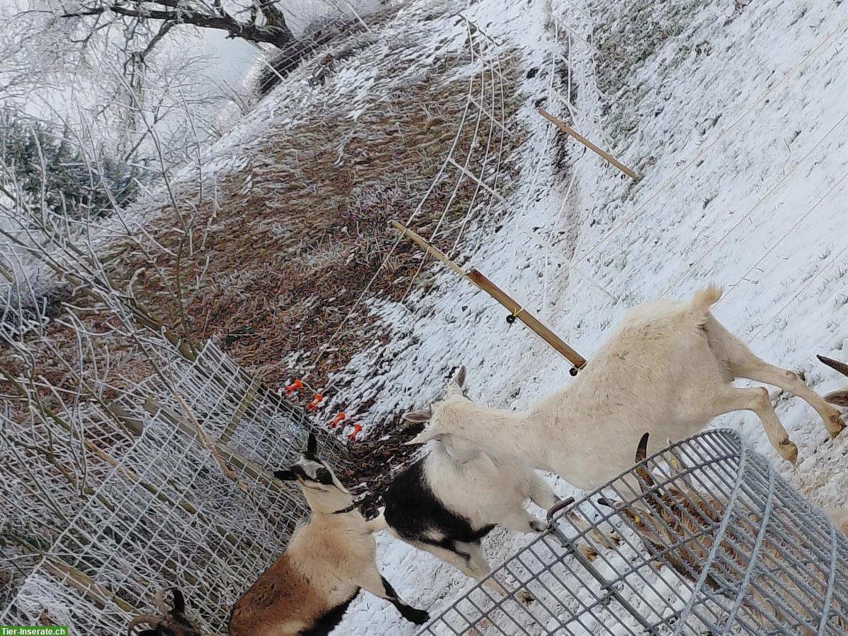 Bild 2: 4 Ziegen (weiblich) zu verkaufen