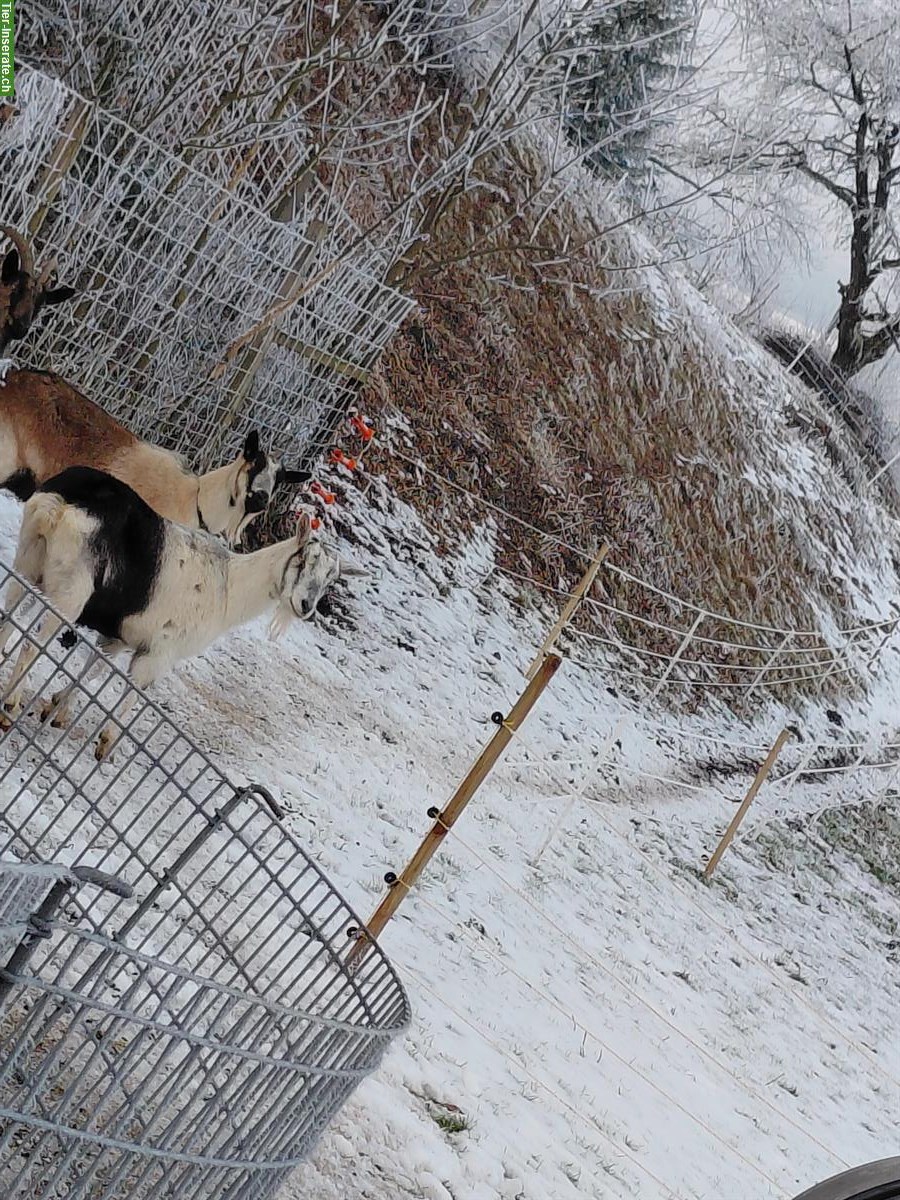 Bild 3: 4 Ziegen (weiblich) zu verkaufen