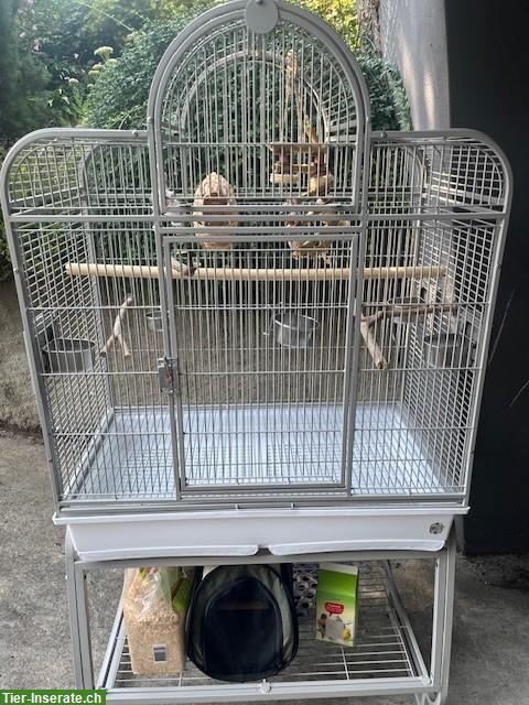 Bild 2: Vogelkäfig, neuwertig, mit Zubehör & Transportbox
