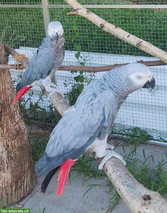 Graupapageien Paar zusammen zu verkaufen