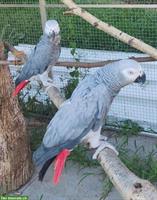 Graupapageien Paar zusammen zu verkaufen