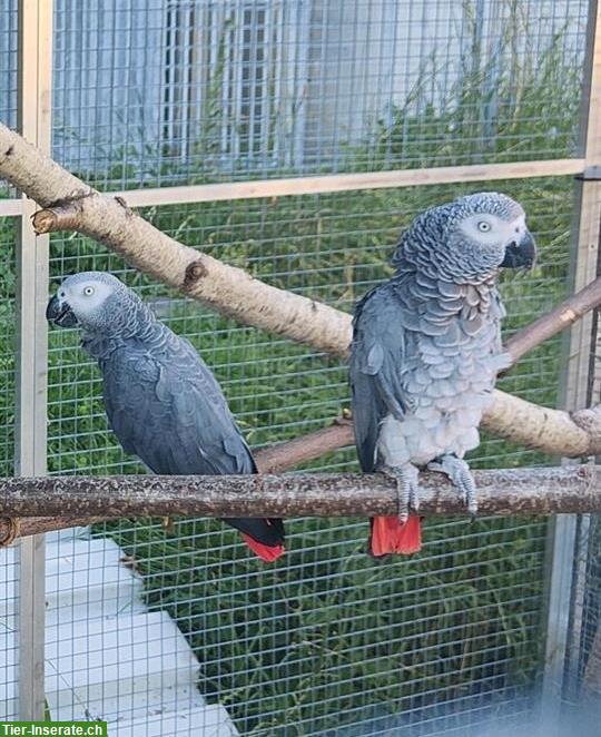 Bild 2: Graupapageien Paar zusammen zu verkaufen