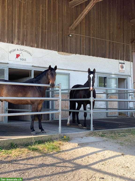 Bild 2: Pferdepension Bettlach: Auslaufboxe frei mit Reitplatz