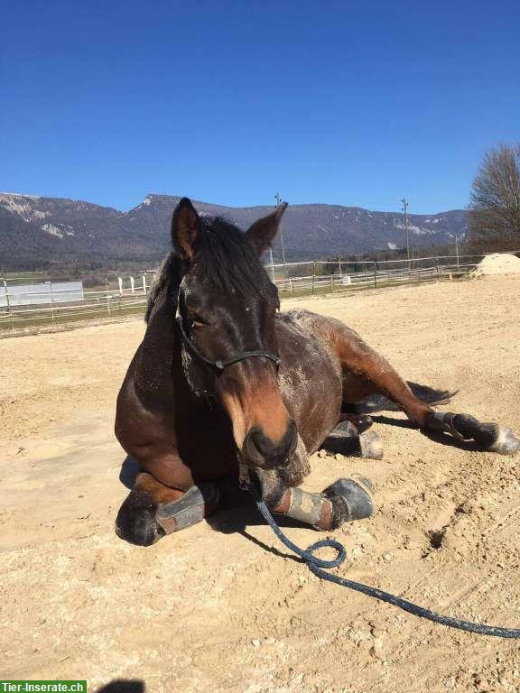 Bild 3: Pferdepension Bettlach: Auslaufboxe frei mit Reitplatz