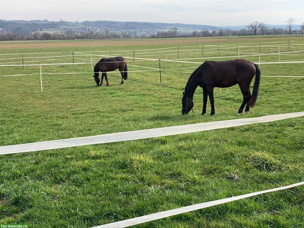 Bild 4: Pferdepension Bettlach: Auslaufboxe frei mit Reitplatz
