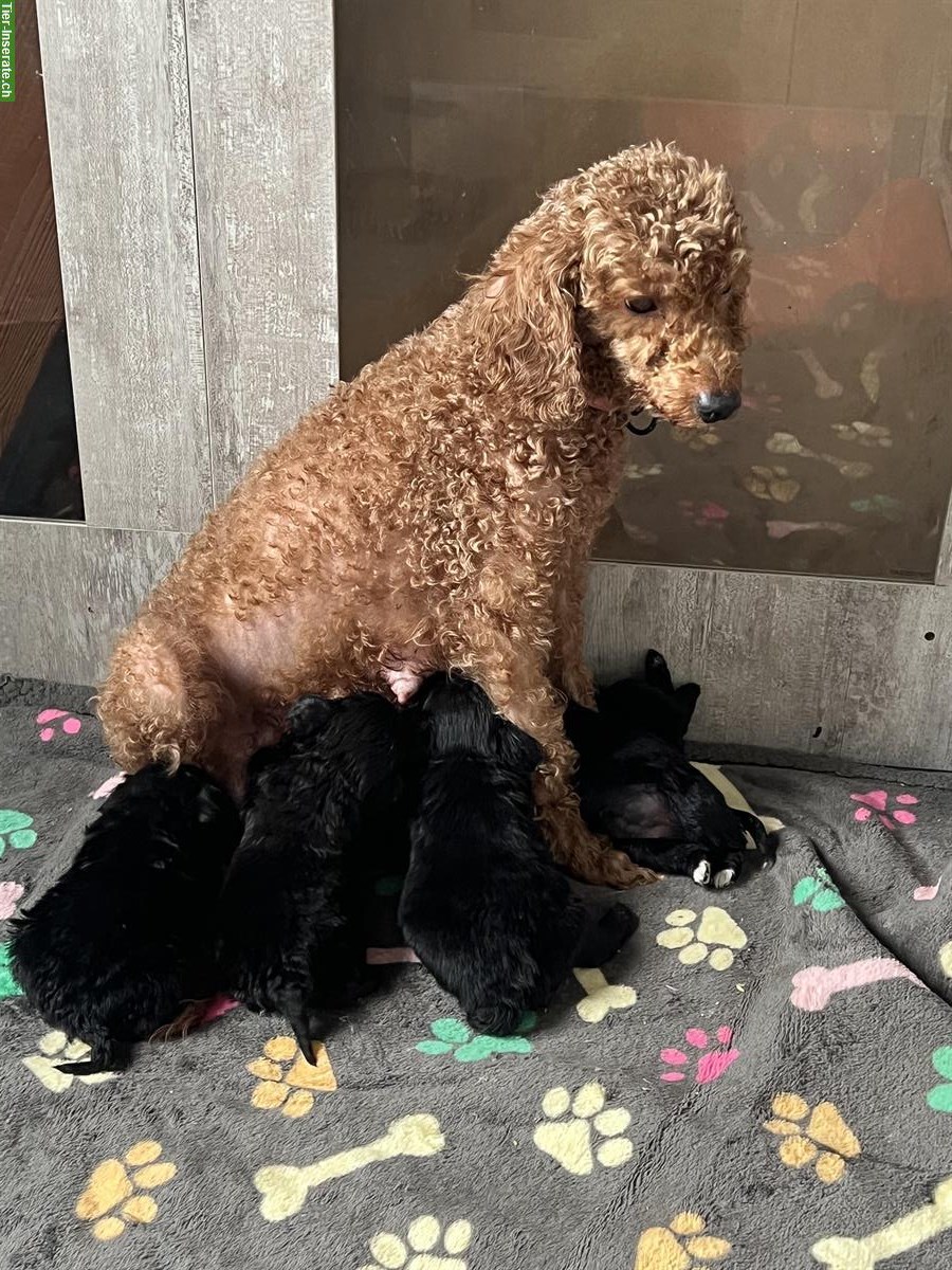 Süsse Pomapoo Welpen suchen ihre Familie