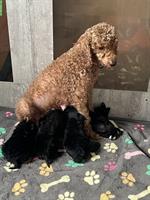 Süsse Pomapoo Welpen suchen ihre Familie