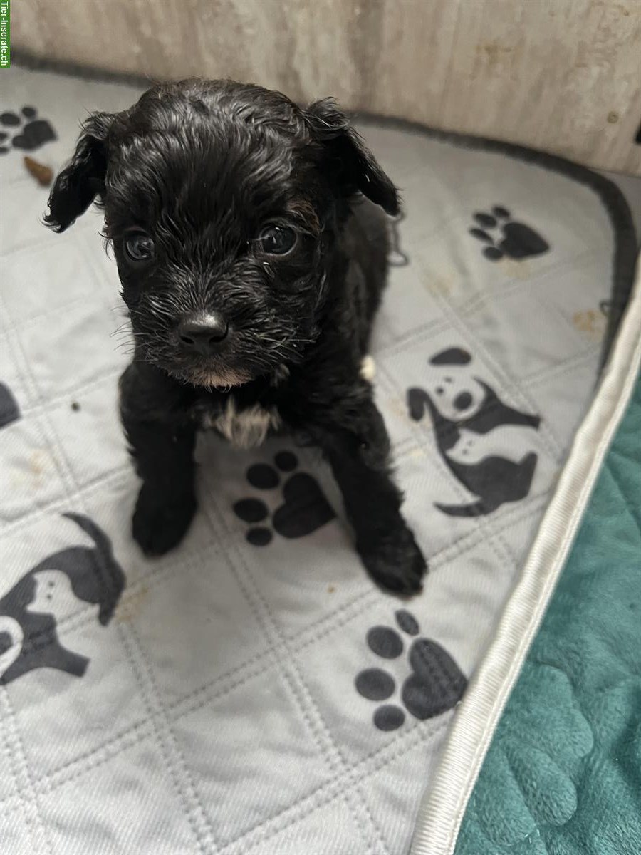 Bild 3: Süsse Pomapoo Welpen suchen ihre Familie