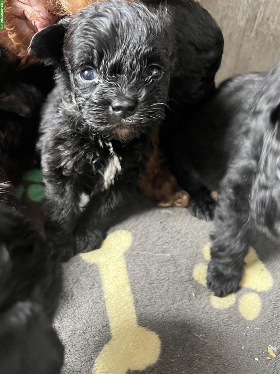 Bild 4: Süsse Pomapoo Welpen suchen ihre Familie