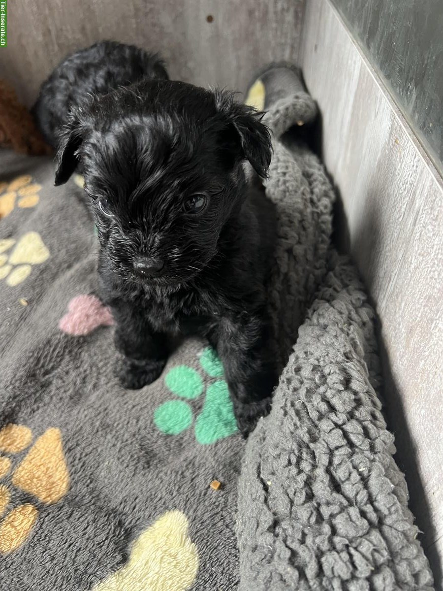 Bild 5: Süsse Pomapoo Welpen suchen ihre Familie