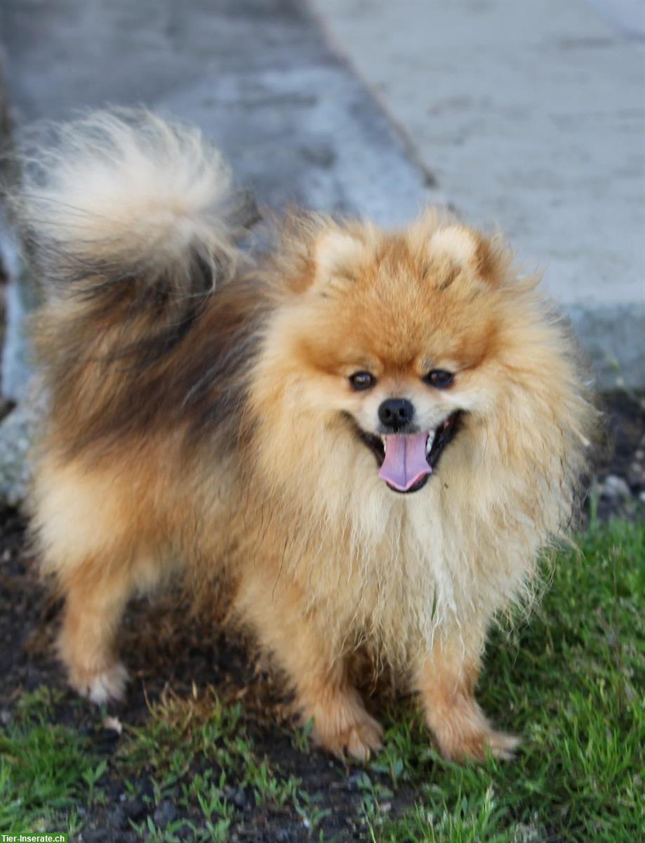 Bild 6: Süsse Pomapoo Welpen suchen ihre Familie