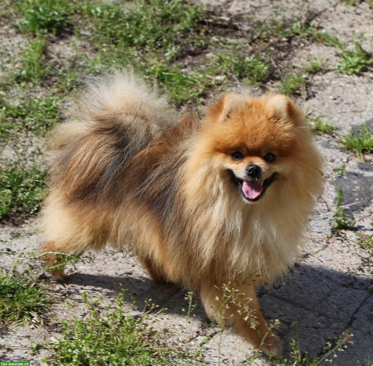 Bild 7: Süsse Pomapoo Welpen suchen ihre Familie