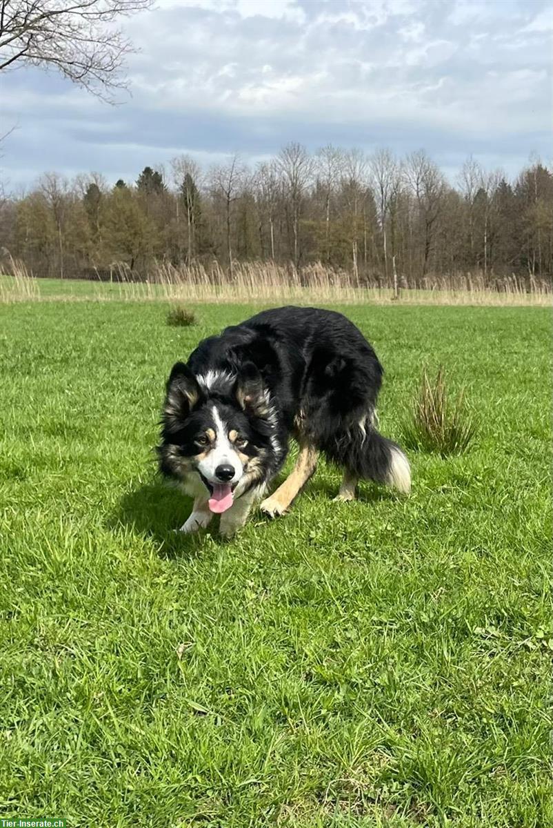 Border Collie Welpe, Rüde, tricolor zu verkaufen
