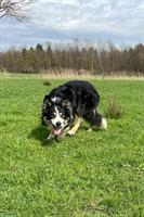 Border Collie Welpe, Rüde, tricolor zu verkaufen