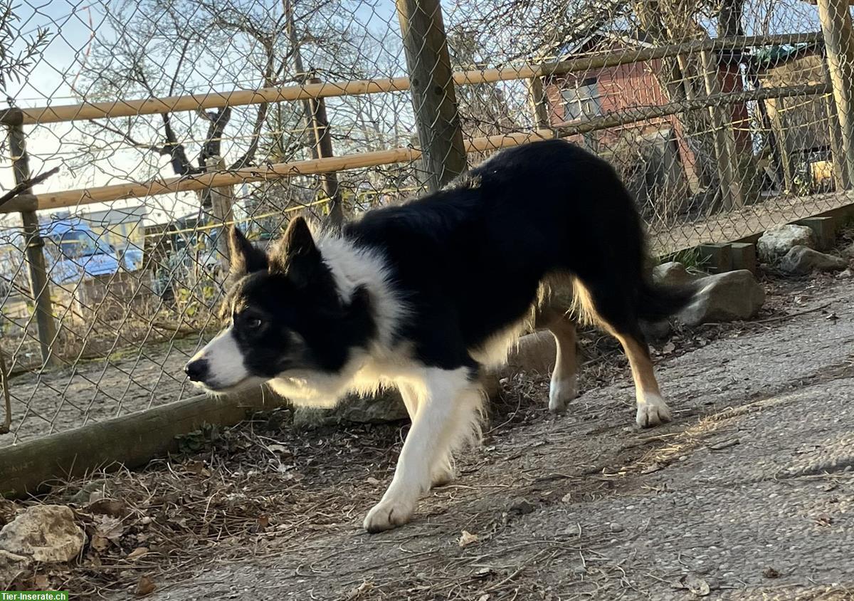 Bild 2: Border Collie Welpe, Rüde, tricolor zu verkaufen