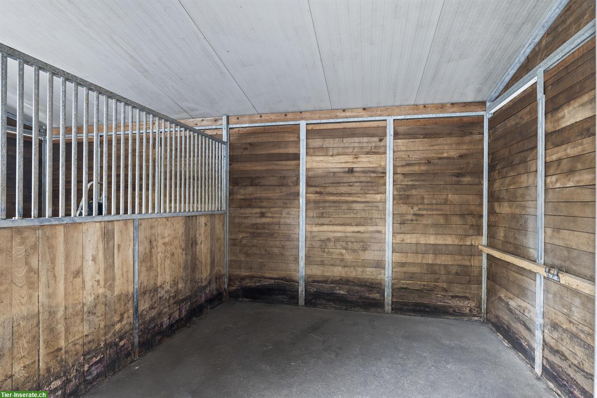 Bild 5: Charmante, kleine Reitanlage mit viel Privatsphäre zu vermieten