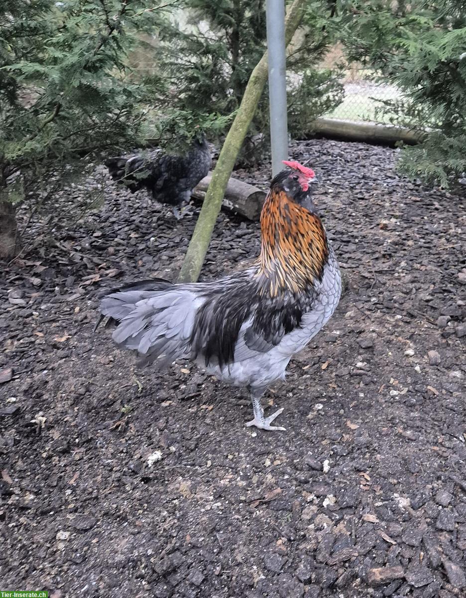 Junger Appenzeller Barthuhn Hahn sucht Hühnerschar