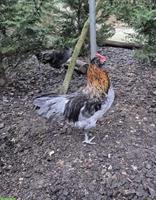 Junger Appenzeller Barthuhn Hahn sucht Hühnerschar