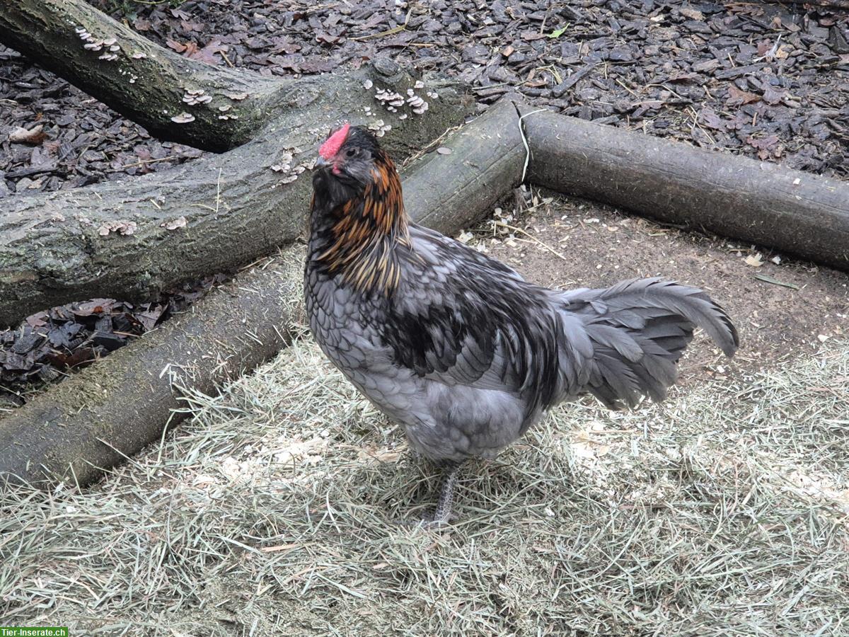 Bild 2: Junger Appenzeller Barthuhn Hahn sucht Hühnerschar