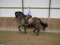 Reitunterricht & Kurse: Dressur, Springen, Vielseitigkeit, Freizeit