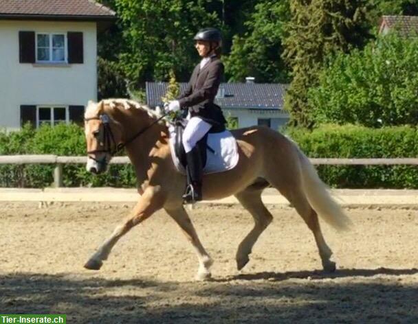 Bild 3: Reitunterricht & Kurse: Dressur, Springen, Vielseitigkeit, Freizeit