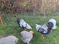 2 Zwerg Wyandotten Hähne silber gebändert