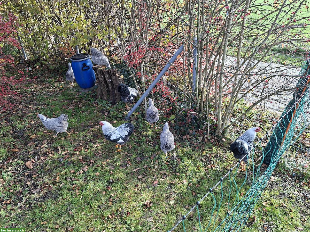 Bild 2: 2 Zwerg Wyandotten Hähne silber gebändert