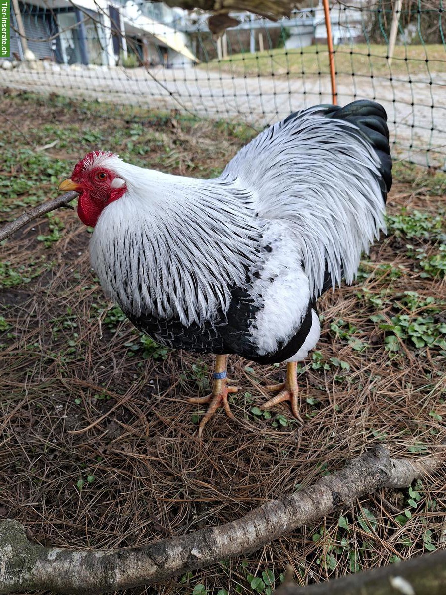 Bild 3: 2 Zwerg Wyandotten Hähne silber gebändert