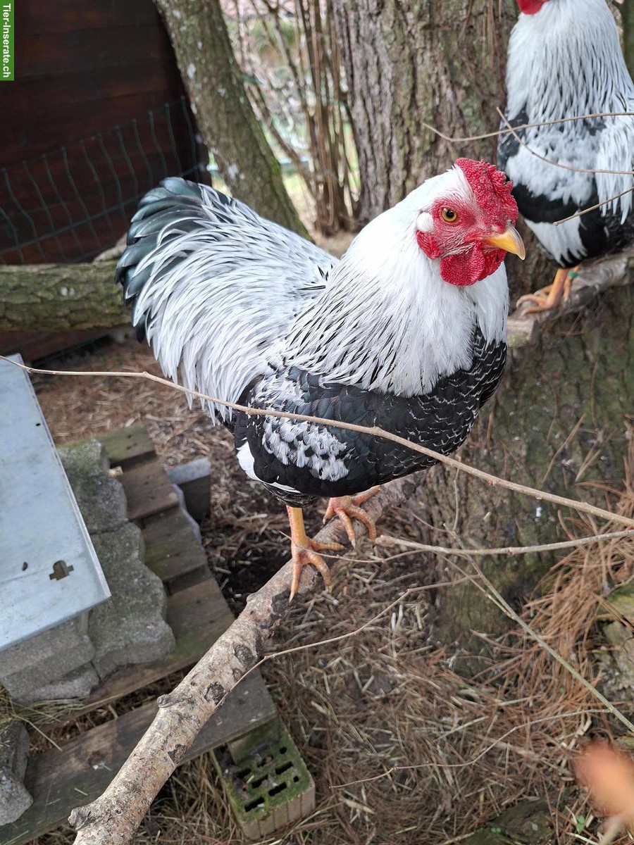 Bild 4: 2 Zwerg Wyandotten Hähne silber gebändert