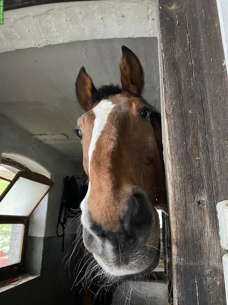 Bild 2: Suchen Reitbeteiligung für 2 Wallache in Baar ZG