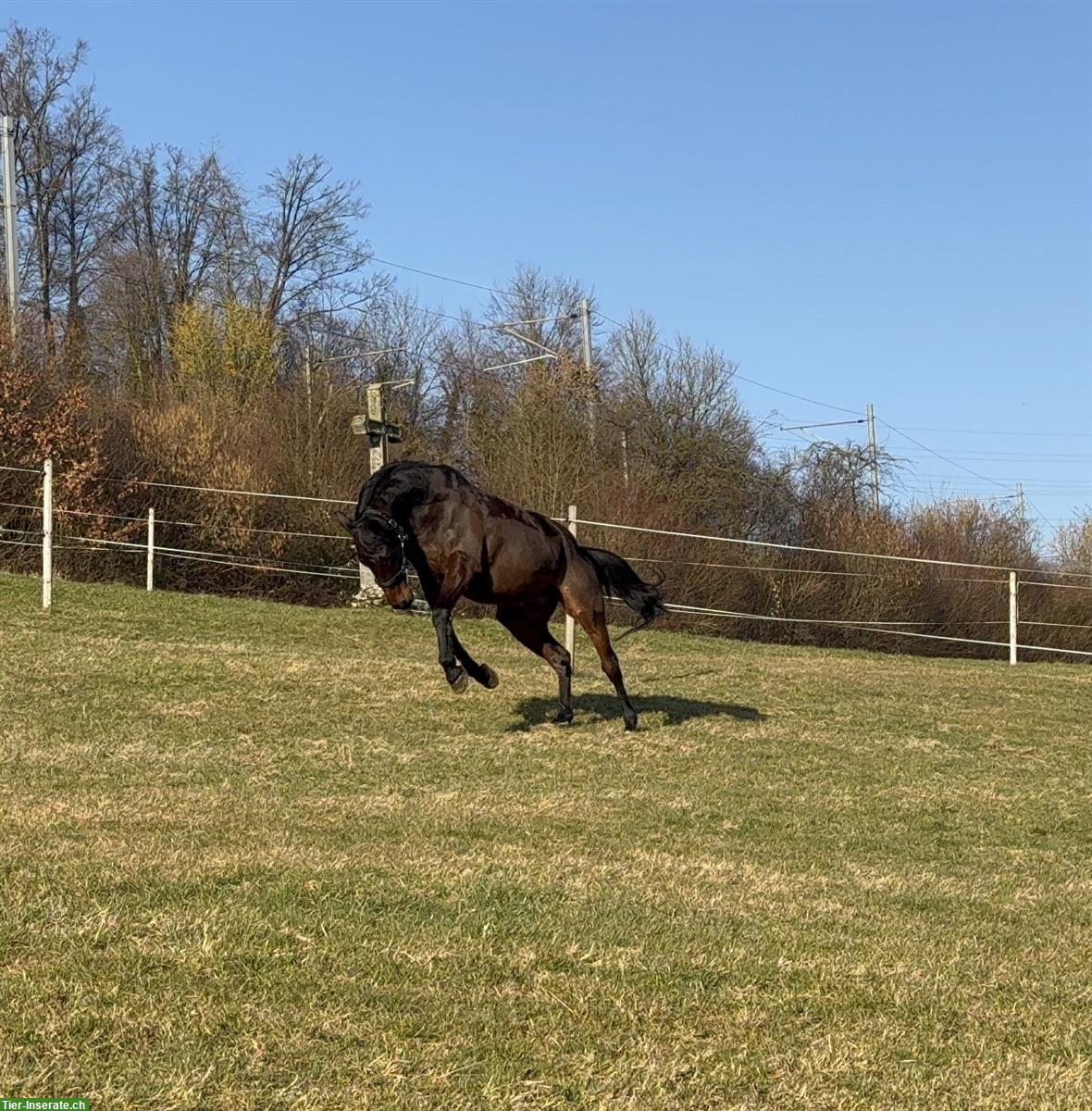 Bild 4: Suchen Reitbeteiligung für 2 Wallache in Baar ZG