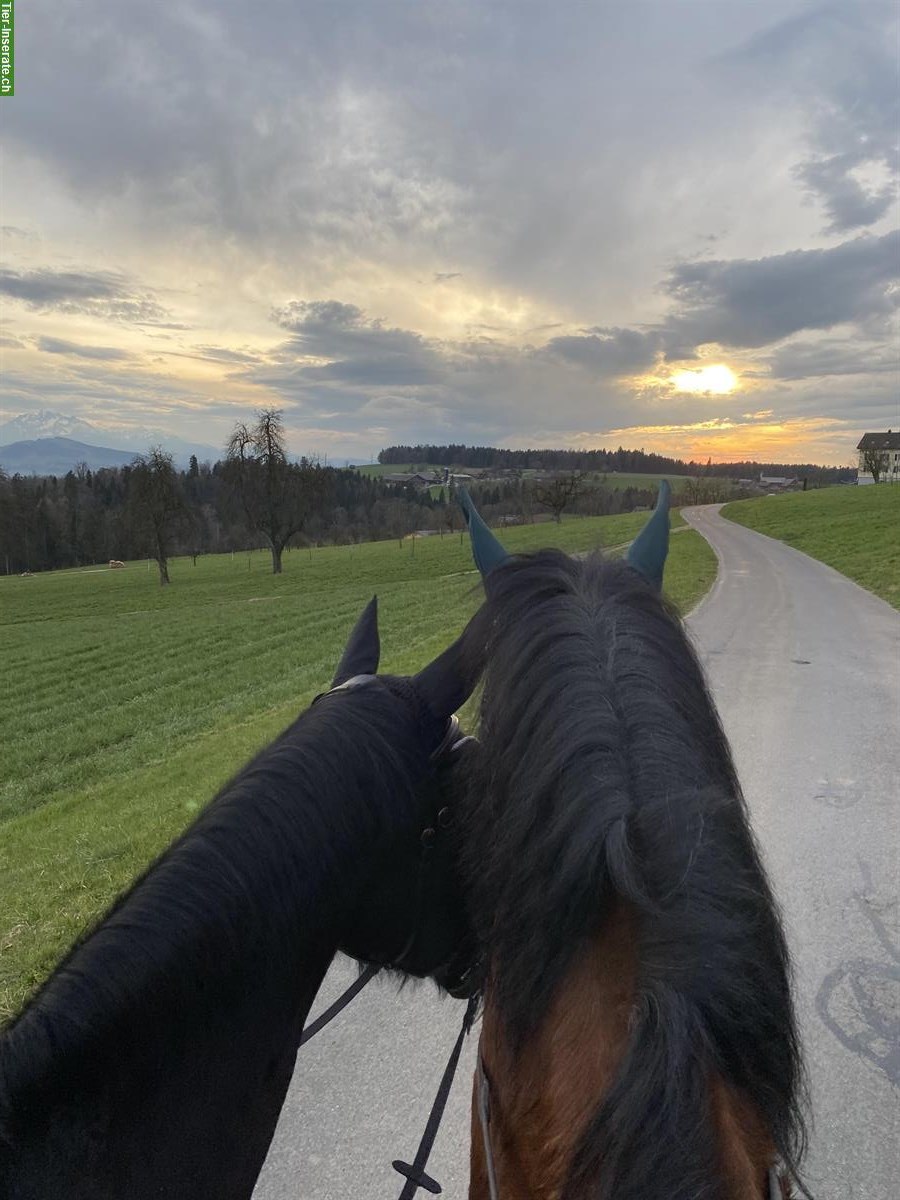 Bild 5: Suchen Reitbeteiligung für 2 Wallache in Baar ZG