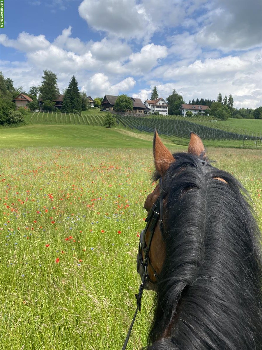 Bild 6: Suchen Reitbeteiligung für 2 Wallache in Baar ZG
