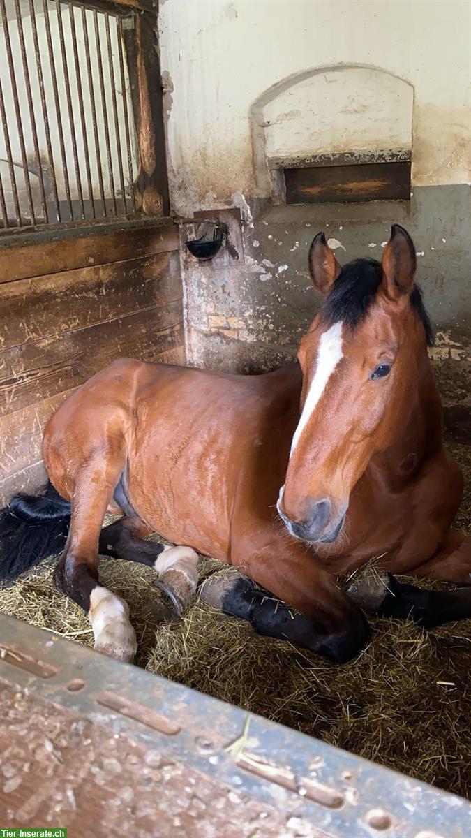 Bild 8: Suchen Reitbeteiligung für 2 Wallache in Baar ZG