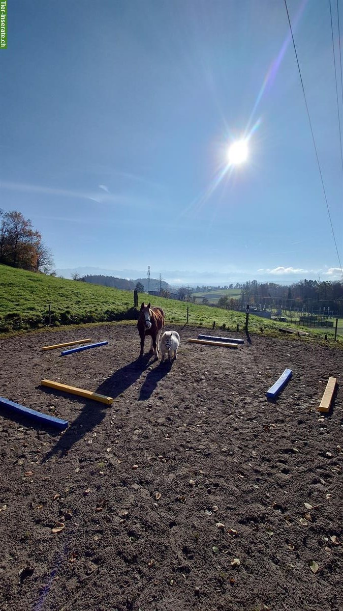 Biete Pferdebetreuung in Abwesenheit