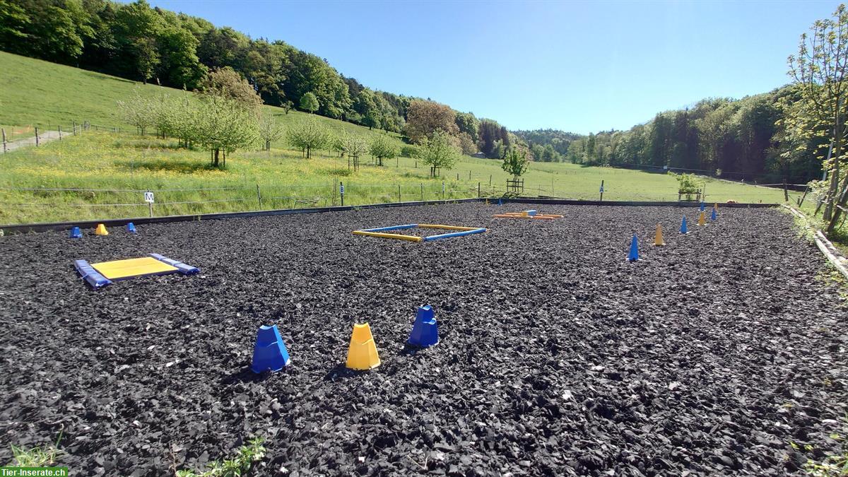 Bild 3: Biete Pferdebetreuung in Abwesenheit